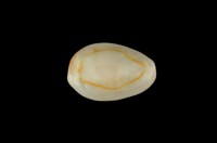 藏品(金環寶螺)的圖片